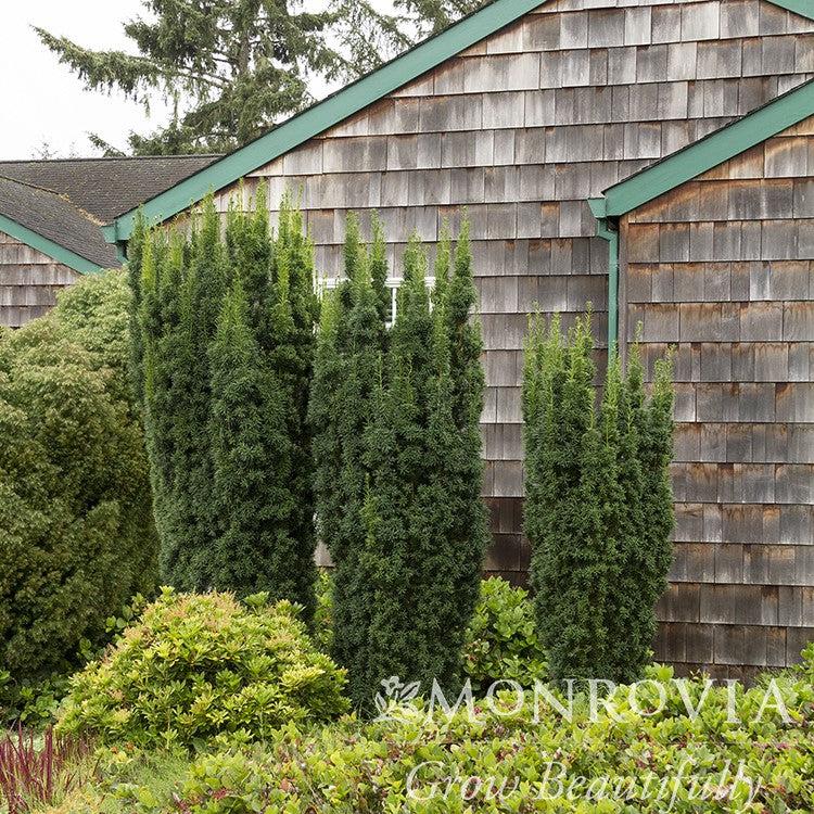 Taxus × media 'Hicksii' ~ Monrovia® Hick's Yew-ServeScape