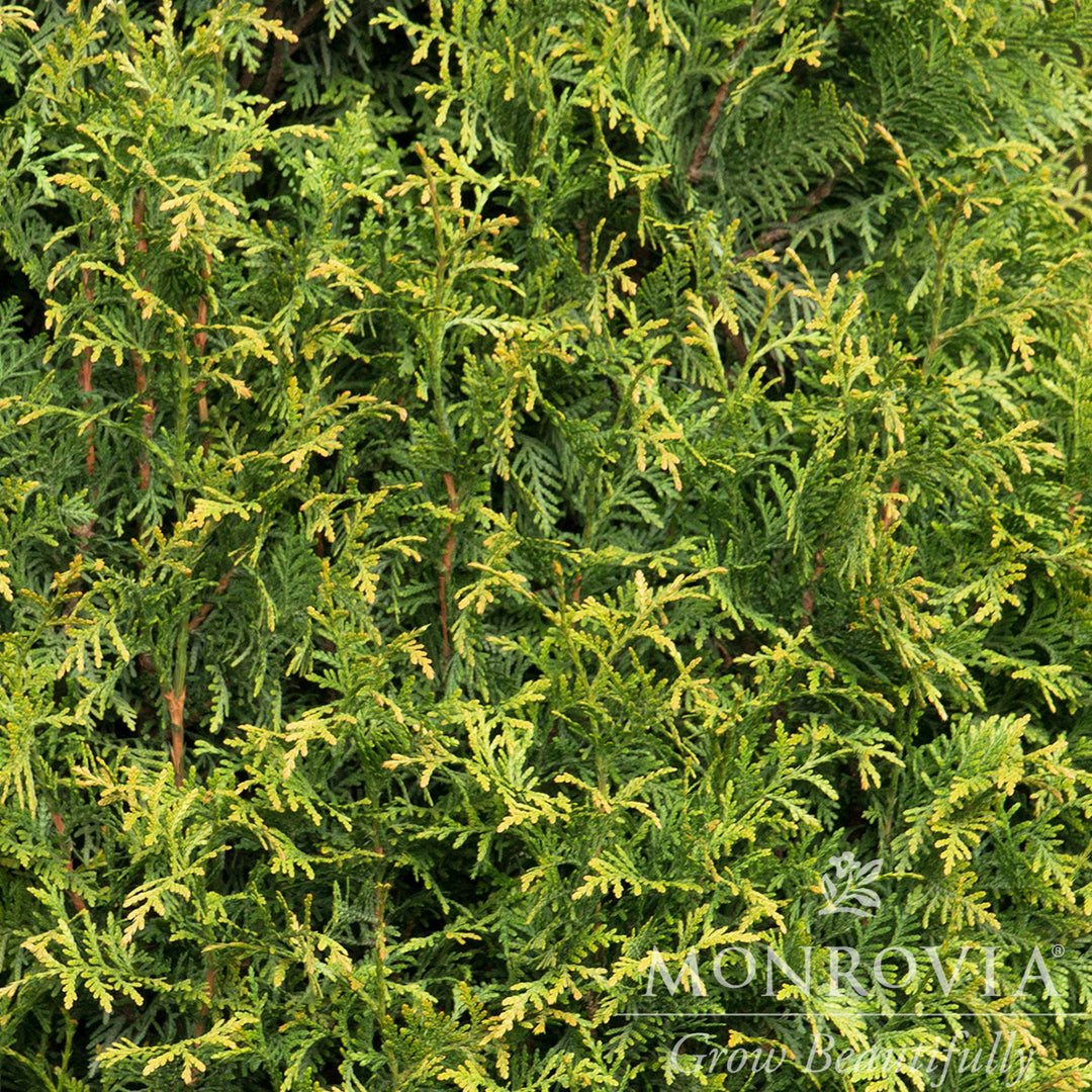 Thuja x 'MonRig' PP #27,067 ~ Monrovia® Tiny Tower® Arborvitae-ServeScape