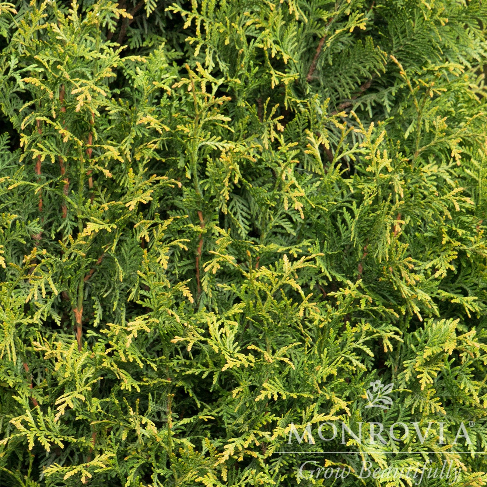 Thuja x 'MonRig' PP #27,067 ~ Monrovia® Tiny Tower® Arborvitae-ServeScape
