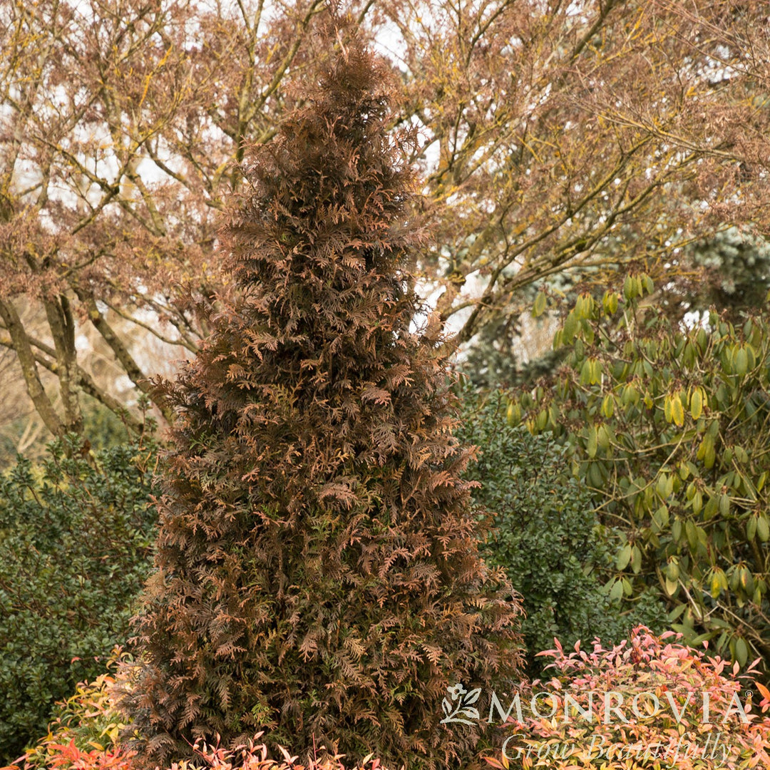 Thuja x 'MonRig' PP #27,067 ~ Monrovia® Tiny Tower® Arborvitae-ServeScape