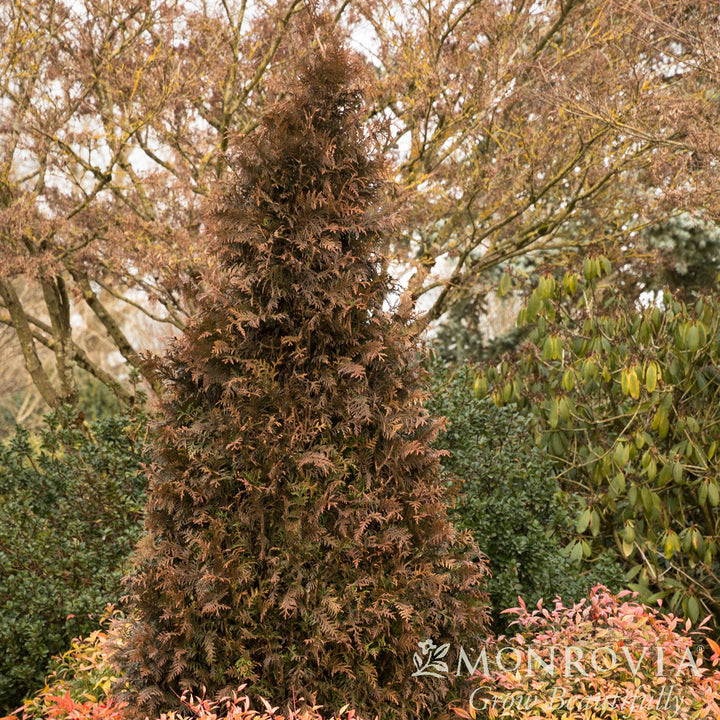 Thuja x 'MonRig' PP #27,067 ~ Monrovia® Tiny Tower® Arborvitae-ServeScape