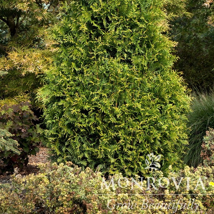 Thuja x 'MonRig' PP #27,067 ~ Monrovia® Tiny Tower® Arborvitae-ServeScape