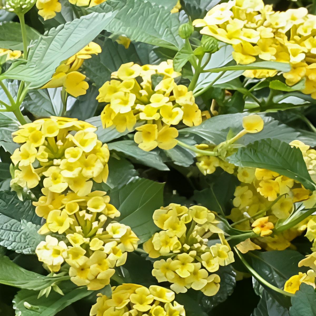 Lantana camara 'Megan's Gold' ~ Megan's Gold Lantana-ServeScape