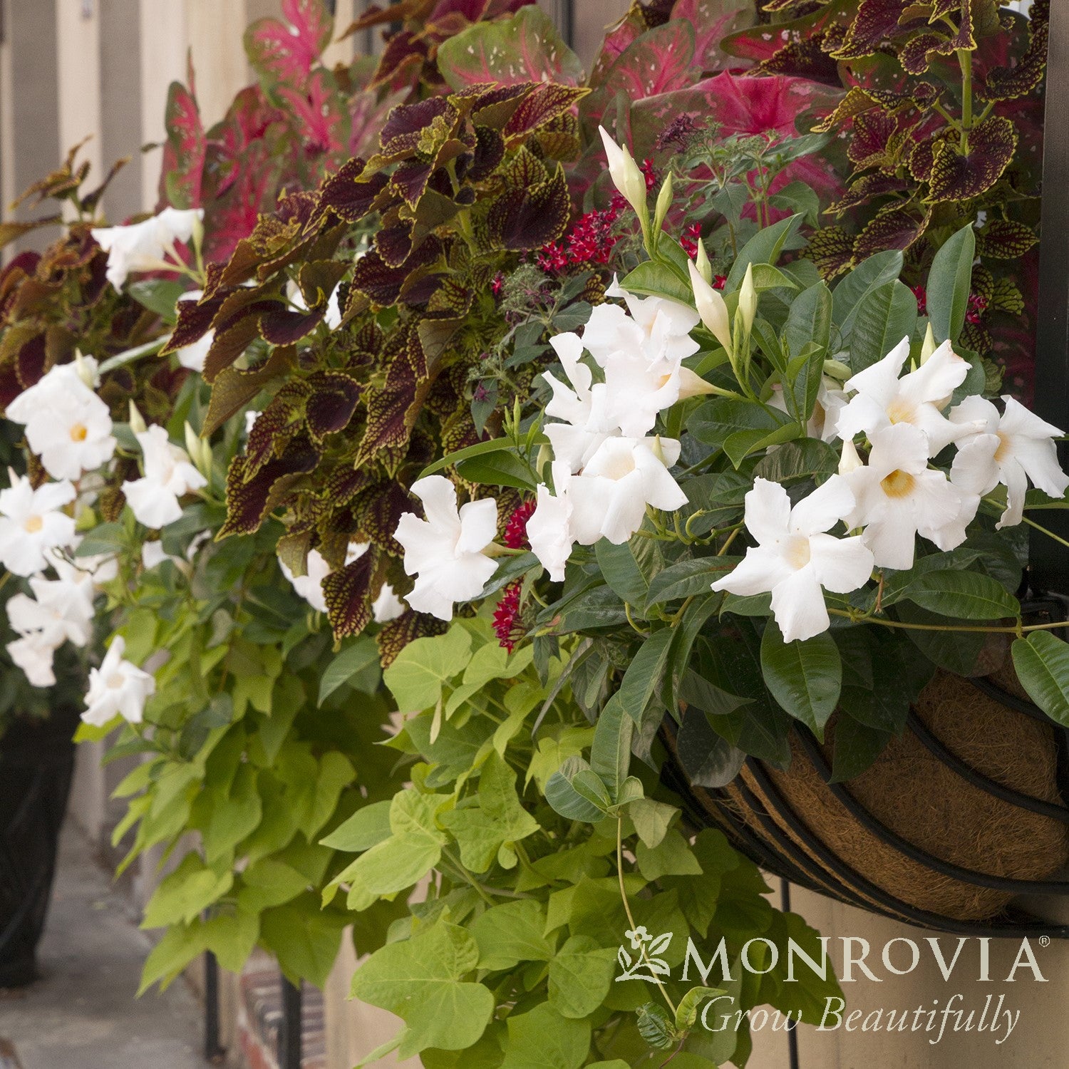 Mandevilla x 'Sunparacoho' PP #22,695 ~ Monrovia® Sun Parasol® White Mandevilla-ServeScape