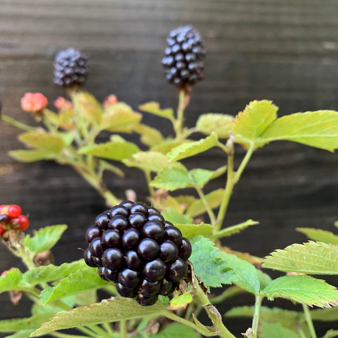 Rubus ulmifolius ‘APF-236T’ ~ Bushel and Berry® Baby Cakes® Thornless Blackberry-ServeScape