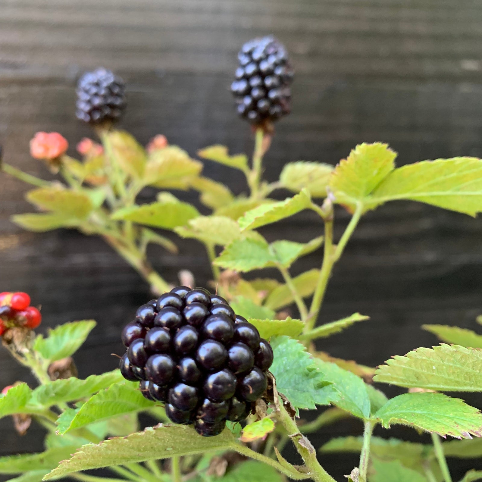 Rubus ulmifolius ‘APF-236T’ ~ Bushel and Berry® Baby Cakes® Thornless Blackberry-ServeScape