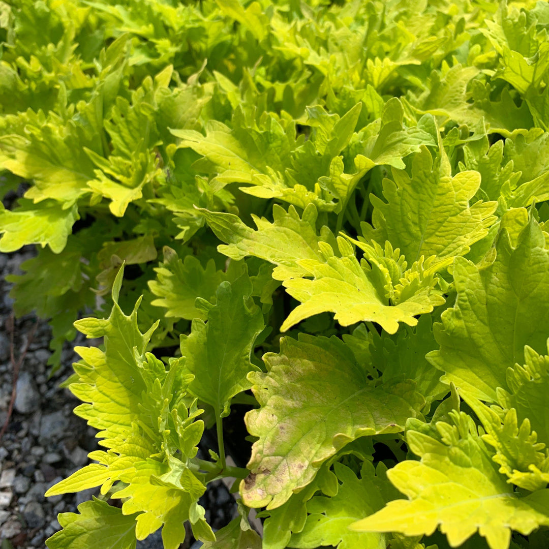 Solenostemon scutellarioides ‘UF0843’ ~ Wasabi Coleus-ServeScape