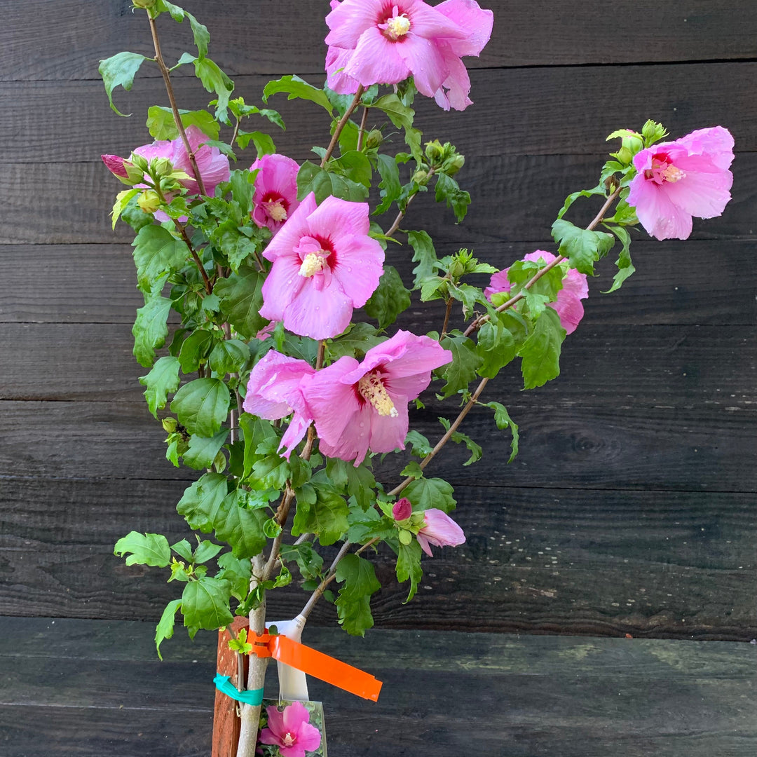 Hibiscus syriacus 'Minsypin3' PP #31,304 ~ Monrovia® Chateau™ d'Amboise Rose of Sharon-ServeScape