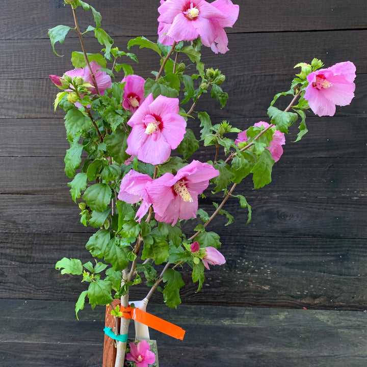 Hibiscus syriacus 'Minsypin3' PP #31,304 ~ Monrovia® Chateau™ d'Amboise Rose of Sharon-ServeScape