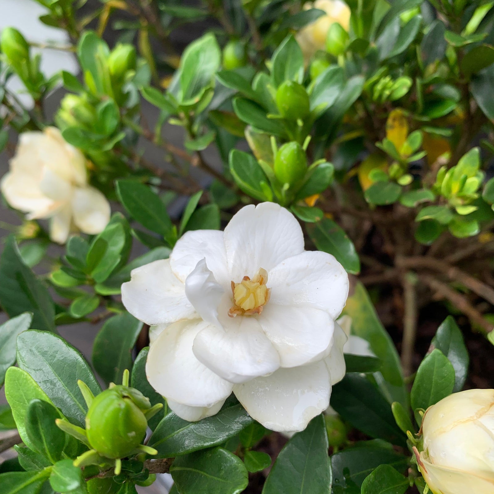 Gardenia jasminoides 'Double Mint' ~ First Editions® Double Mint Gardenia-ServeScape