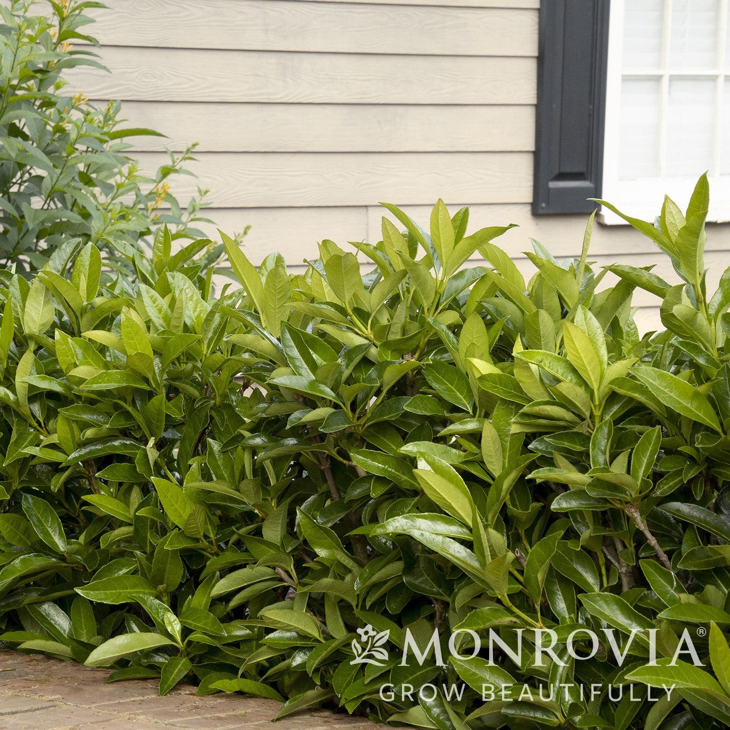 Viburnum awabuki 'Chindo' ~ Monrovia® Chindo Sweet Viburnum-ServeScape