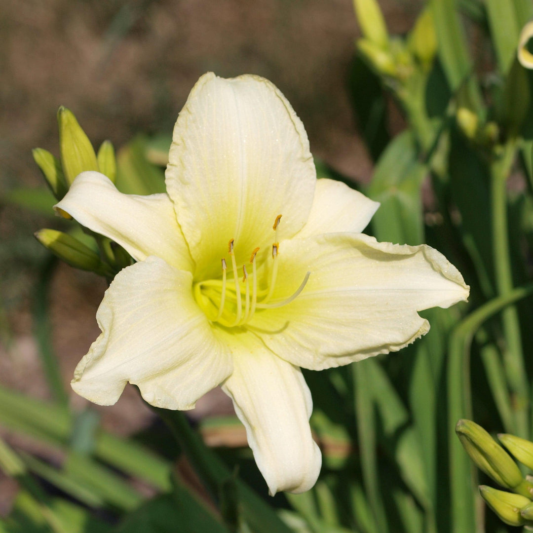 Hemerocallis 'Purely' ~ Purely Daylily-ServeScape