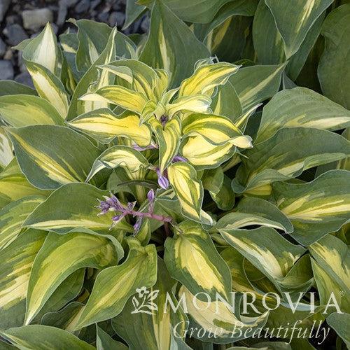 Hosta x 'Fantasy Island' ~ Monrovia® Fantasy Island Hosta-ServeScape