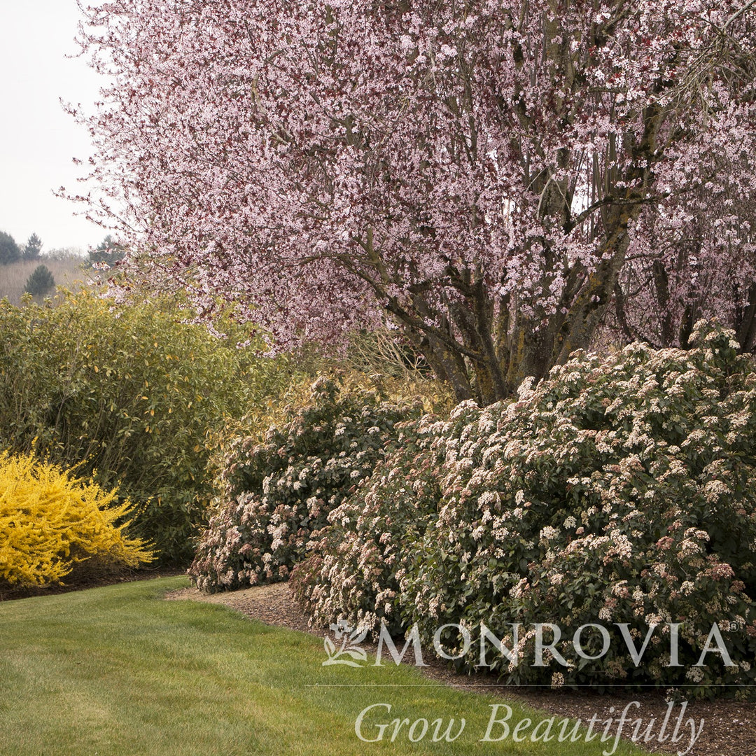 Viburnum tinus 'Spring Bouquet' ~ Monrovia® Spring Bouquet Viburnum, Laurustinus-ServeScape