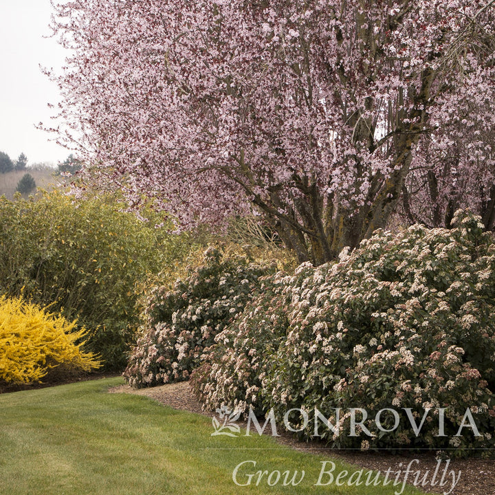 Viburnum tinus 'Spring Bouquet' ~ Monrovia® Spring Bouquet Viburnum, Laurustinus-ServeScape