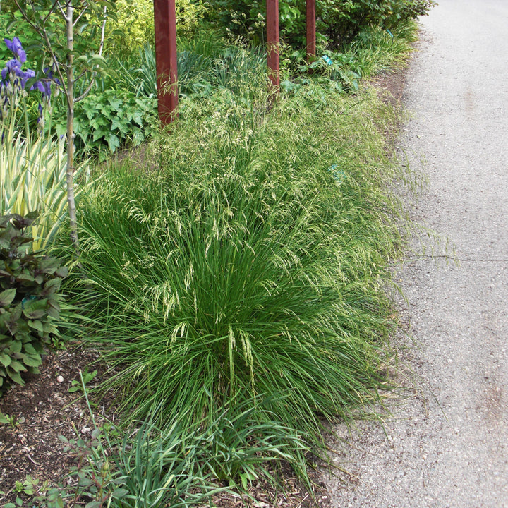 Deschampsia cespitosa 'Goldtau' ~ Golden Dew Tufted Hair Grass-ServeScape