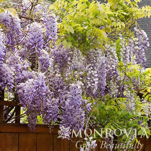 Wisteria floribunda 'Texas Purple' ~ Monrovia® Texas Purple Japanese Wisteria-ServeScape