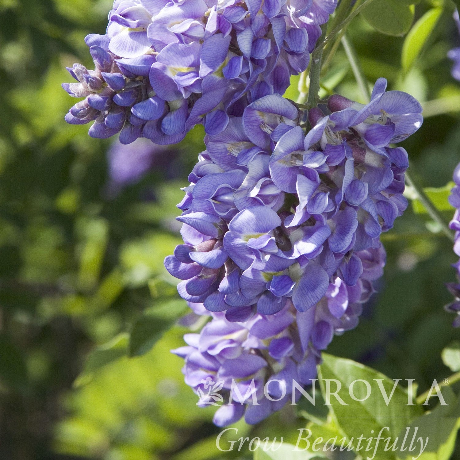 Wisteria frutescens 'Amethyst Falls' ~ Monrovia® Amethyst Falls Wisteria-ServeScape