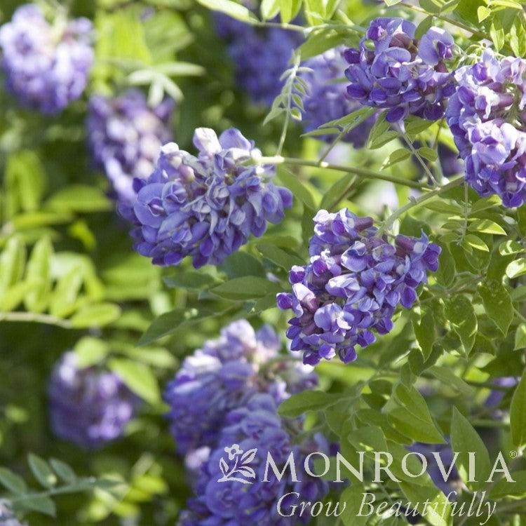 Wisteria frutescens 'Amethyst Falls' ~ Monrovia® Amethyst Falls Wisteria-ServeScape