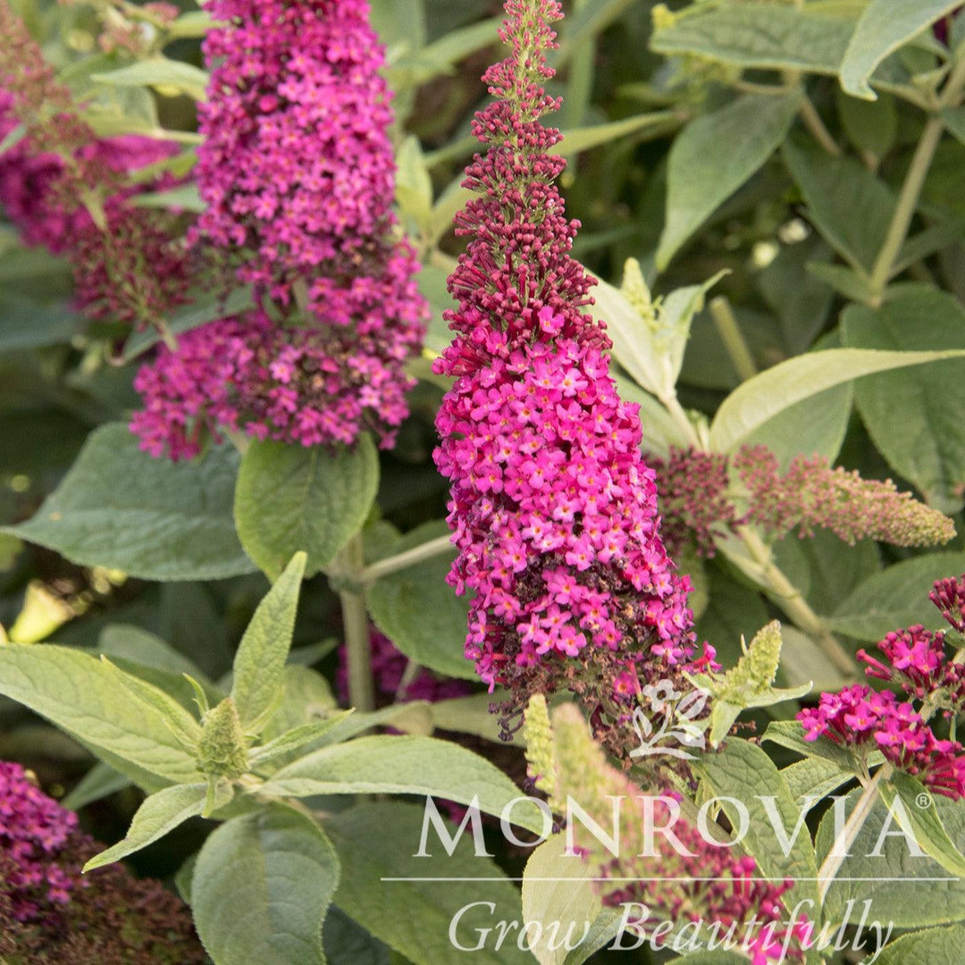 Buddleia 'Miss Molly' ~ Monrovia® Miss Molly Butterfly Bush-ServeScape