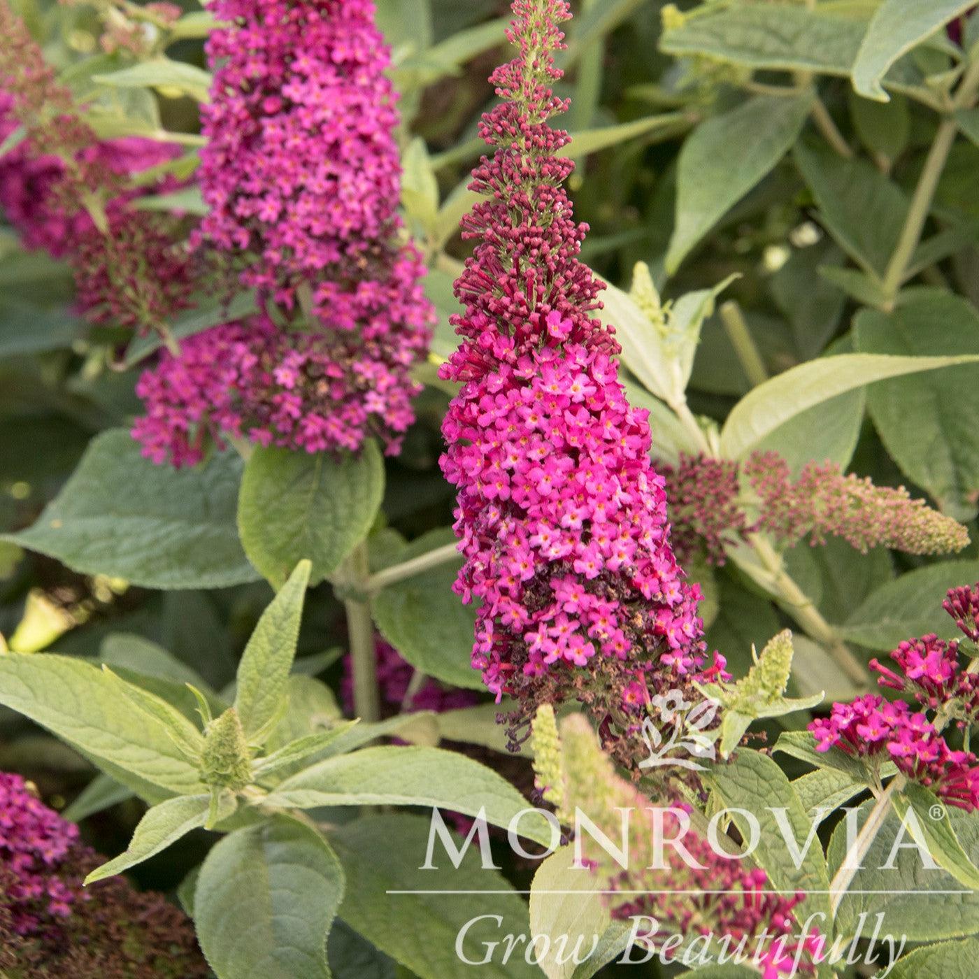 Buddleia 'Miss Molly' ~ Monrovia® Miss Molly Butterfly Bush-ServeScape