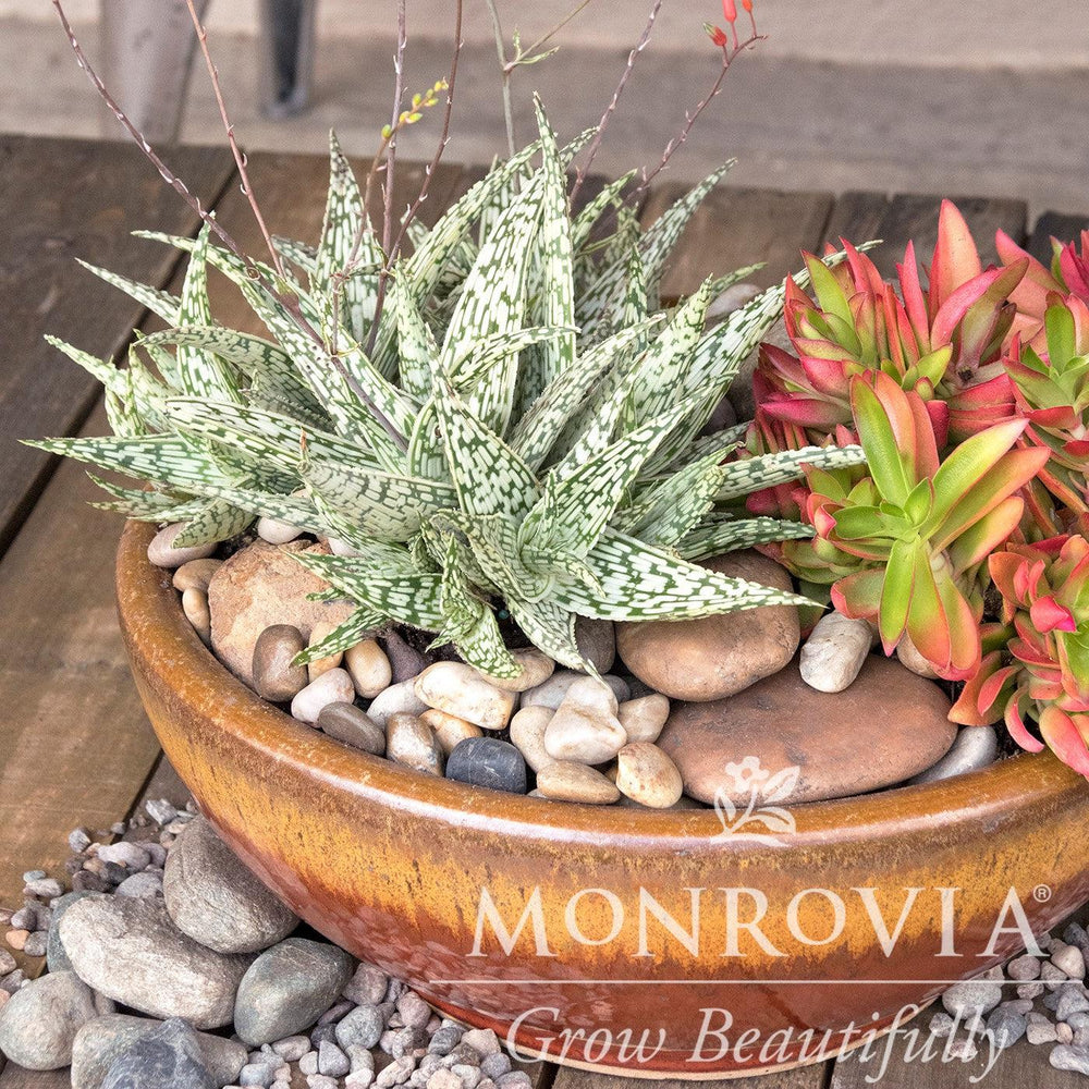 Aloe 'Guido' ~ Monrovia® Retro Succulents® Guido Aloe-ServeScape