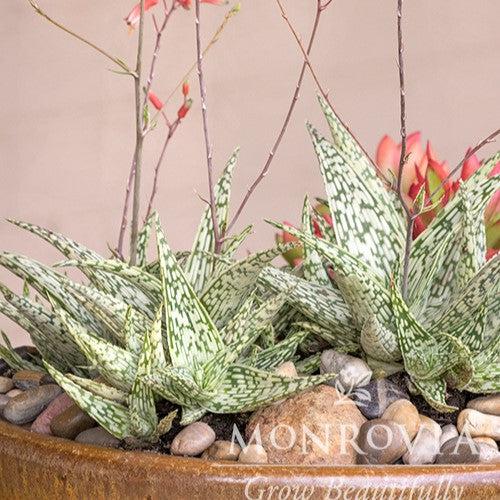 Aloe 'Guido' ~ Monrovia® Retro Succulents® Guido Aloe-ServeScape