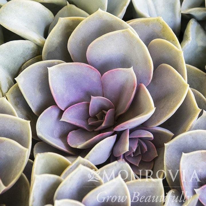 Echeveria 'Perle von Nurnberg' ~ Monrovia® Perle von Nurnberg Echeveria, Hens and Chicks-ServeScape