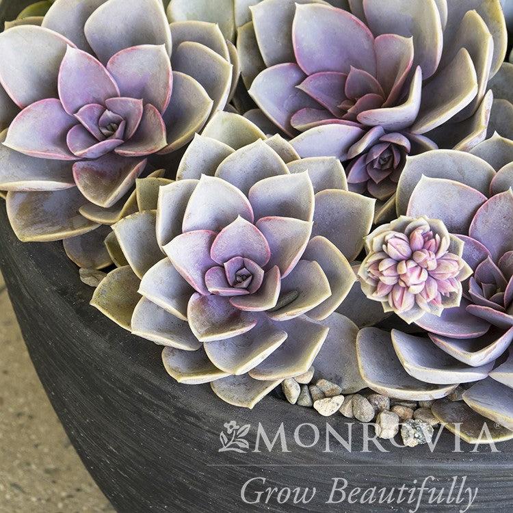 Echeveria 'Perle von Nurnberg' ~ Monrovia® Perle von Nurnberg Echeveria, Hens and Chicks-ServeScape