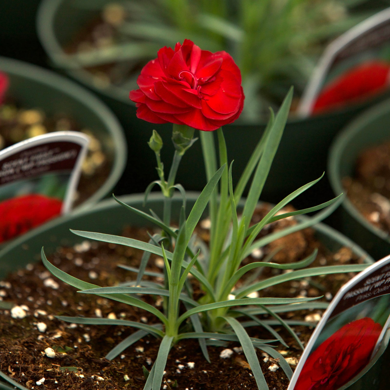 Dianthus 'WP Passion' ~ Scent First® Passion Dianthus-ServeScape