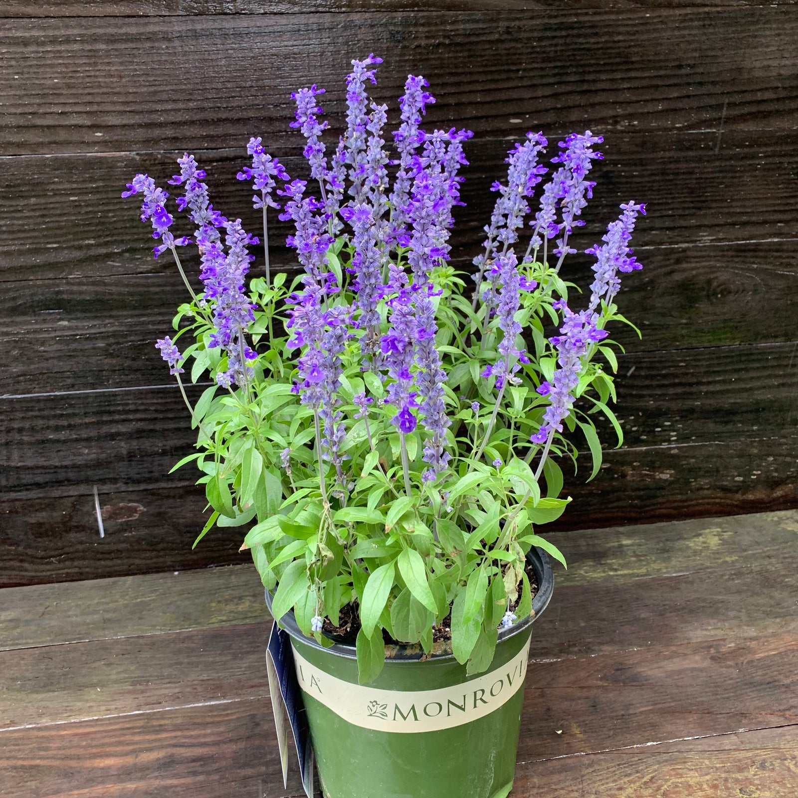 Salvia farinacea 'Deep Ocean' ~ Monrovia® Sallyfun™ Deep Ocean Salvia-ServeScape