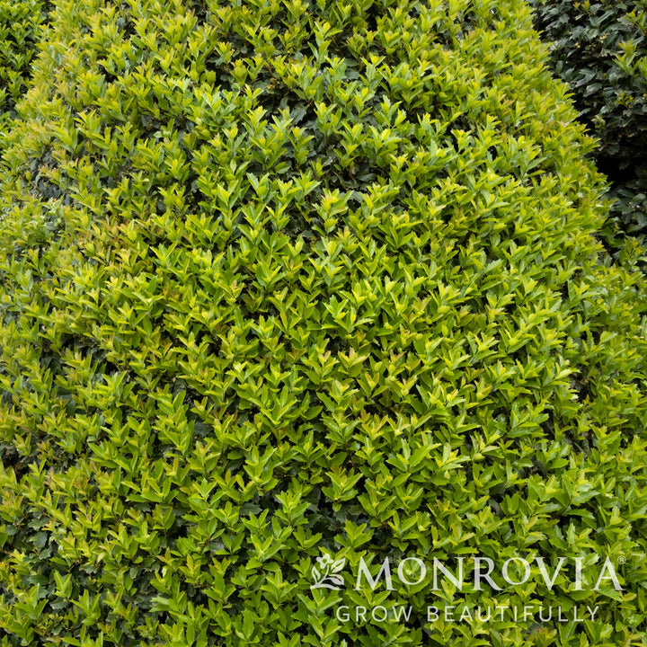 Ilex 'Conaf' ~ Monrovia® Oakleaf Holly-ServeScape