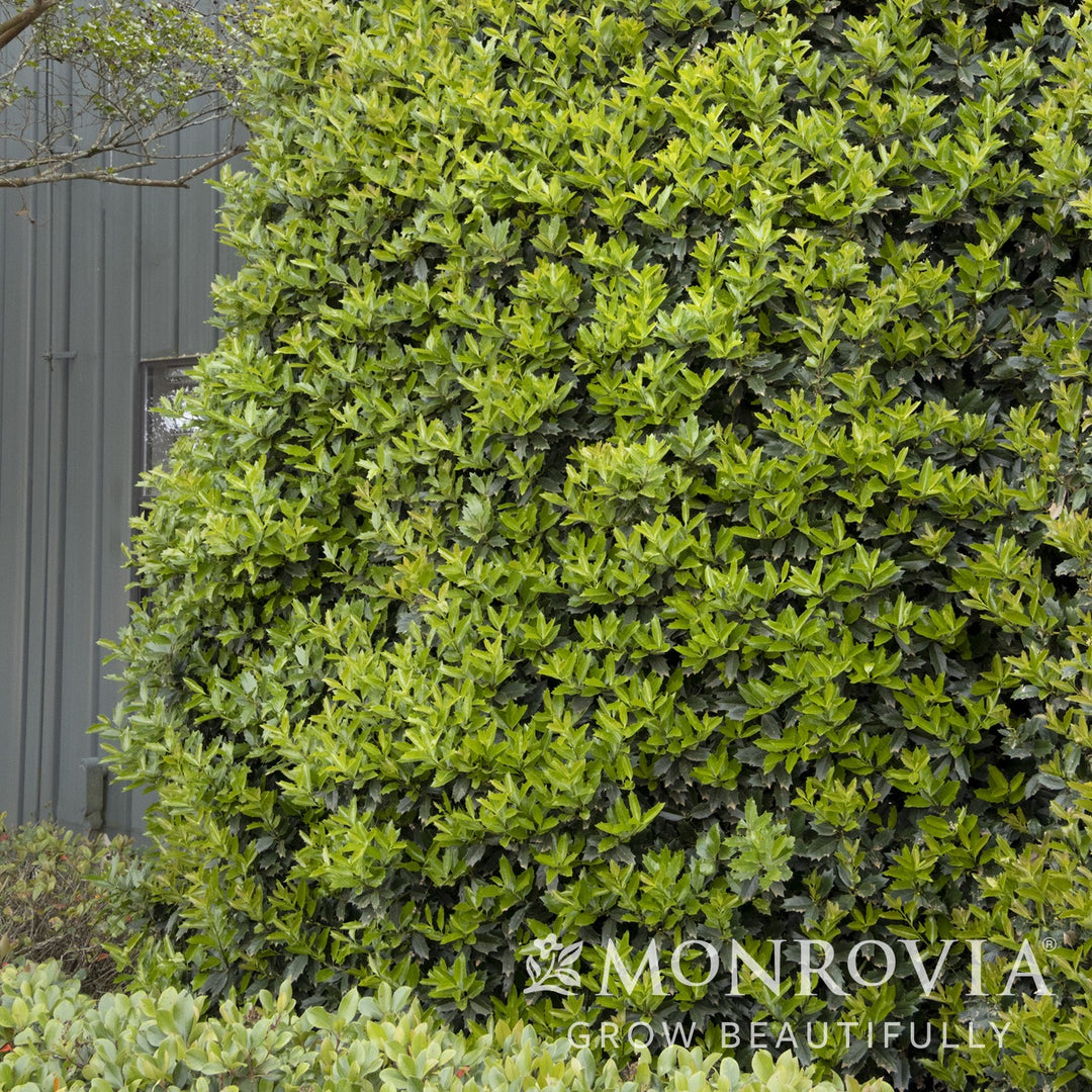 Ilex 'Conaf' ~ Monrovia® Oakleaf Holly-ServeScape