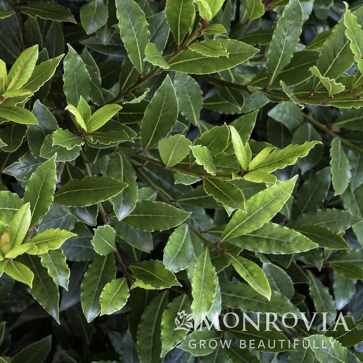 Laurus nobilis 'MonRik' PP #25,915 ~ Monrovia® Little Ragu® Sweet Bay-ServeScape