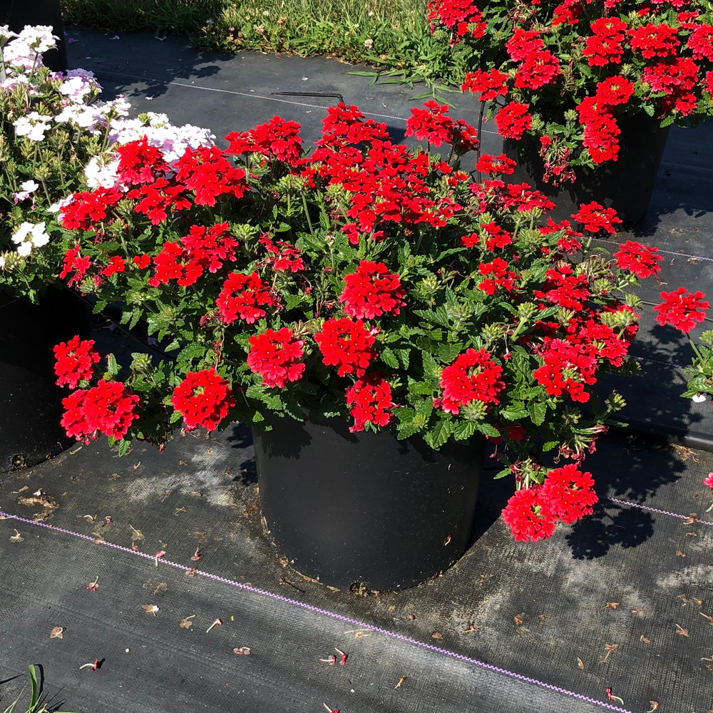 Verbena x hybrida 'Balendred' PP #26,132 ~ Monrovia® EnduraScape™ Red Verbena-ServeScape