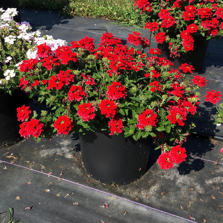 Verbena x hybrida 'Balendred' PP #26,132 ~ Monrovia® EnduraScape™ Red Verbena-ServeScape