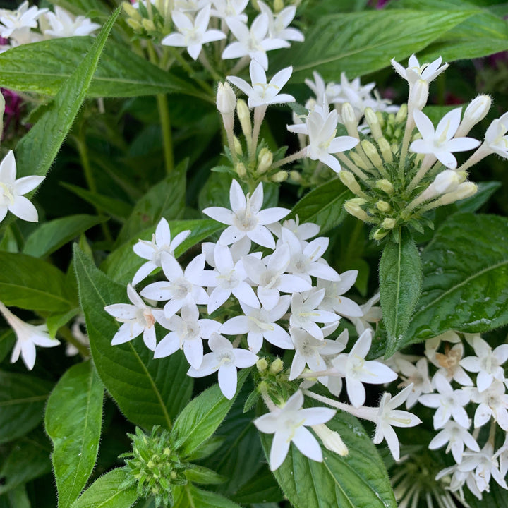 Pentas lanceolata 'Graffiti OG Mix' ~ Graffiti® OG Mix Star Flower-ServeScape