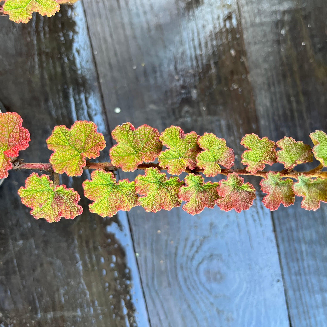 Rubus calycinoides ~ Creeping Raspberry-ServeScape