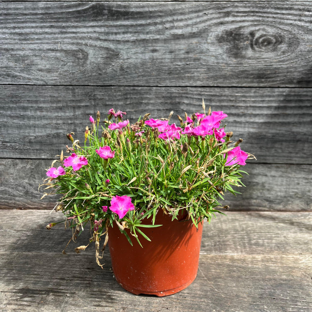 Dianthus gratianapolitanus 'Firewitch' ~ Firewitch Dianthus, Cheddar Pink-ServeScape