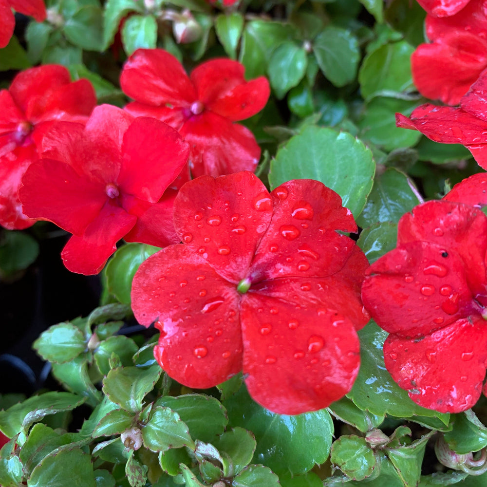 Impatiens walleriana 'PAS1413665' ~ Beacon® Bright Red Impatiens-ServeScape