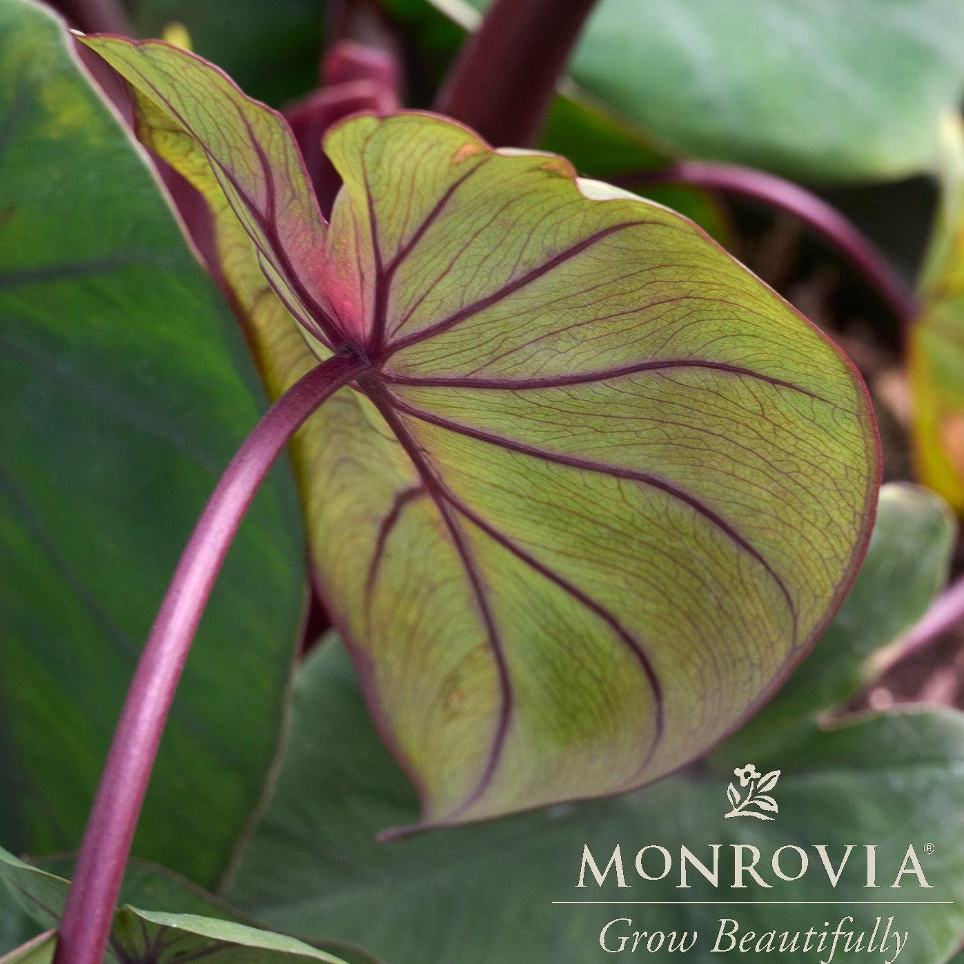Colocasia esculenta 'Waikiki' ~ Monrovia® Royal Hawaiian® Waikiki Elephant Ear-ServeScape