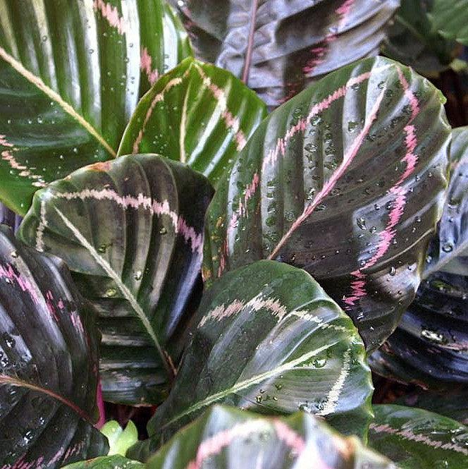 Calathea roseopicta 'Illustris' ~ Monrovia® Illustris Painted Prayer Plant-ServeScape