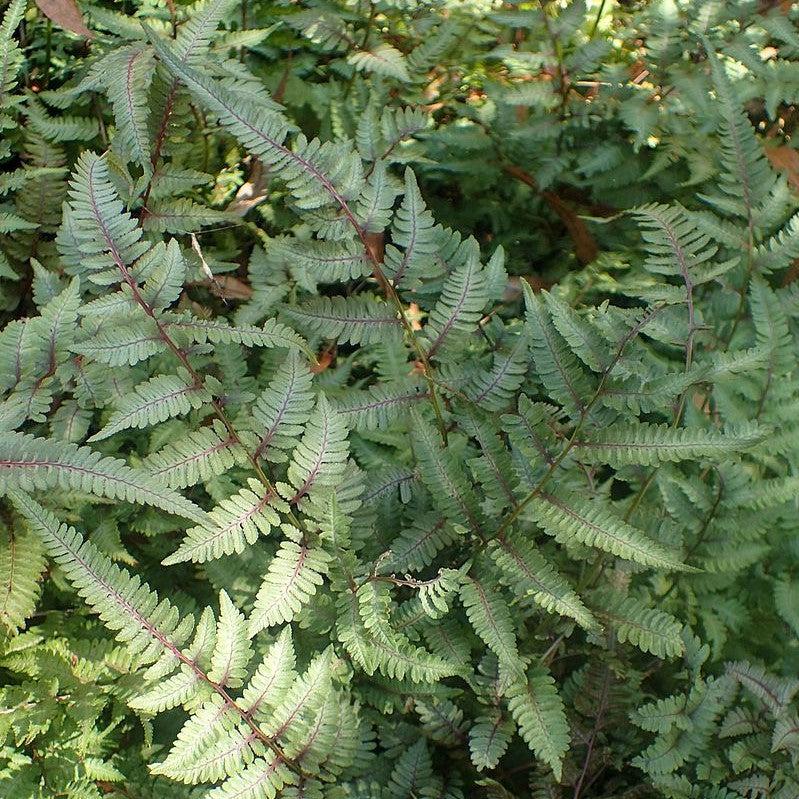 Athyrium niponicum var. pictum 'Burgundy Lace ~ Monrovia® Burgundy Lace Japanese Painted Fern-ServeScape