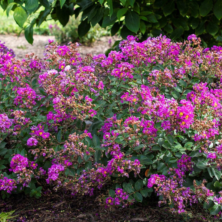 Lagerstroemia indica 'Congrabel' ~ Monrovia® Bellini® Grape Crape Myrtle-ServeScape