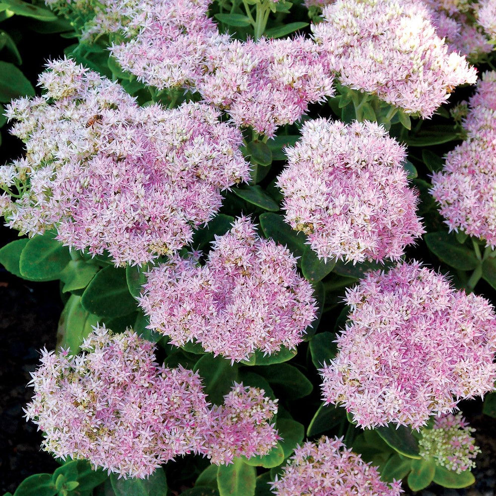 Sedum spectabile 'Crystal Pink' ~ Monrovia® Crystal Pink Sedum-ServeScape