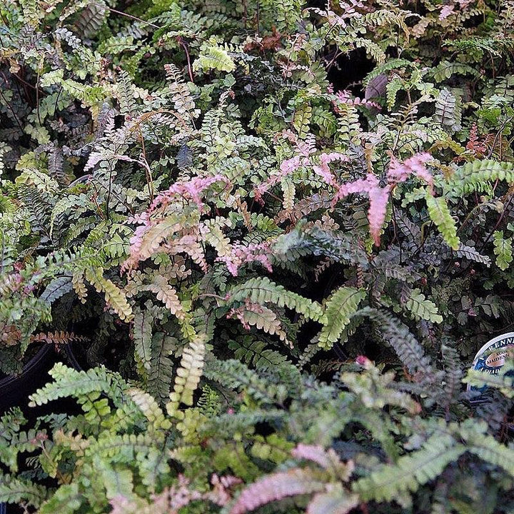 Adiantum hispidulum ~ Monrovia® Rosy Australian Maidenhair Fern-ServeScape