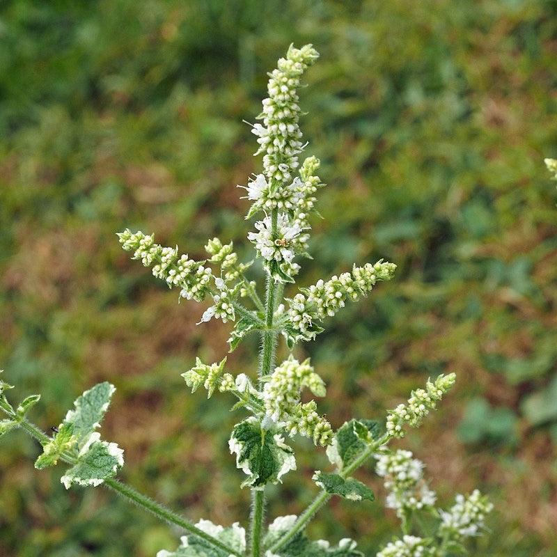 Mentha suaveolens ‘Variegata’ ~ Pineapple Mint-ServeScape