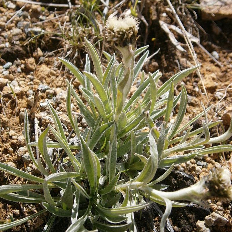 Antennaria carpatica ~ Pussytoes-ServeScape