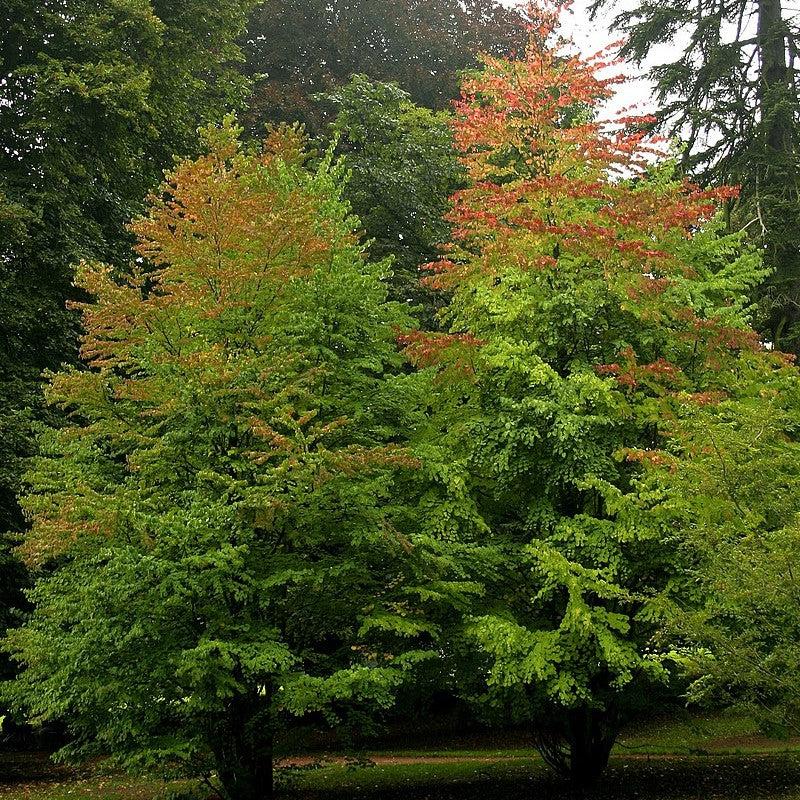 Cercidiphyllum japonicum ~ Katsura Tree-ServeScape