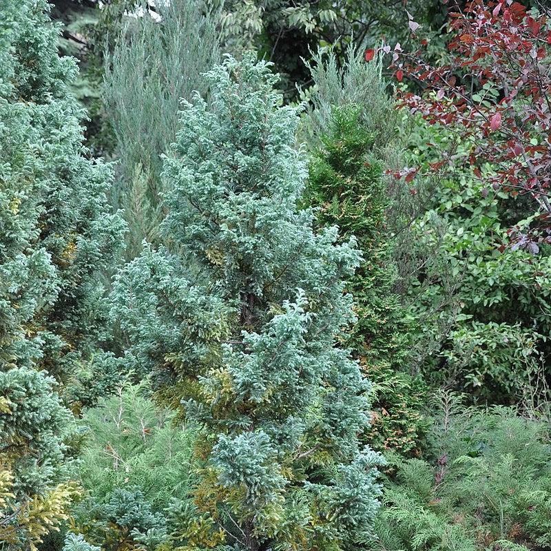 Chamaecyparis pisifera 'Boulevard' ~ Boulevard Cypress-ServeScape